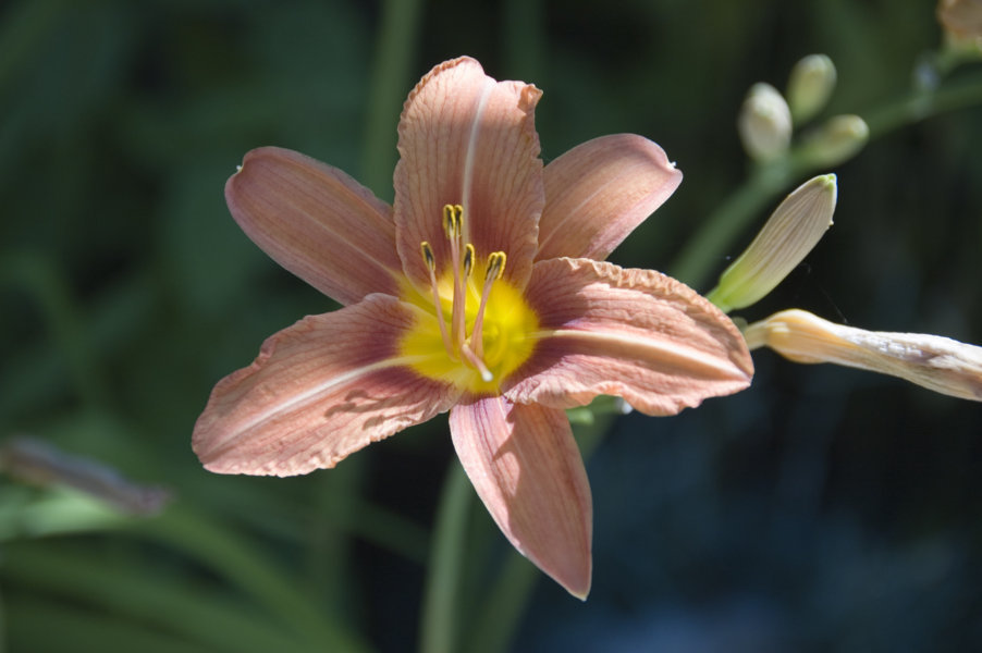 Flor - Cerbi - Lleida - Catalunya 1